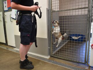 Ook dierenopvang geteisterd door Britse economie