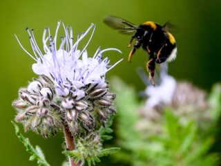 Wat nou Nederlands Elftal: hommels kunnen óók voetballen
