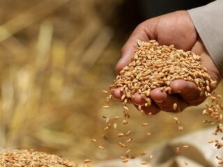 Kilo tomatenzaad duurder dan kilo goud: 'Dat trekt criminelen aan'