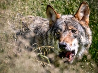 Wolf nog altijd veel banger voor de mens, blijkt uit dit onderzoek