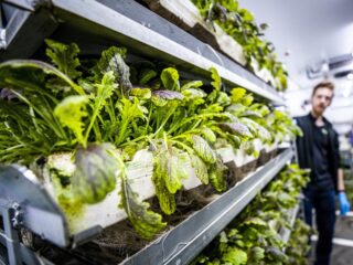 Verticale landbouw: de toekomst van voedselproductie in Nederland?