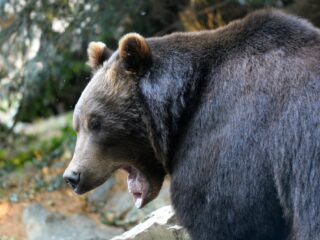 Kan een dier voor de rechter worden gesleept?