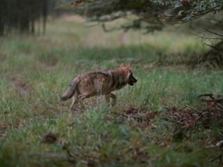 Heeft de wolf invloed op het voorkomen van de teek en de Lyme-bacterie?