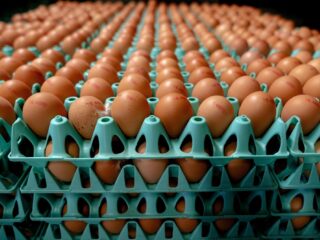 Aftrap proef met vogelgriepvaccin: 'Zorgvuldigheid voor snelheid'