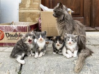 Dringend advies na geboortegolf katten: 'Verplicht castratie en sterilisatie'