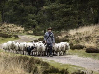 Gevolgen blauwtongvirus zijn enorm voor schaap, boer en natuur