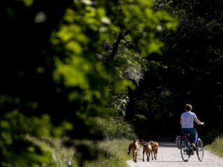 Harde roep voor groenere steden: 'Mensen zijn bang voor een boom'