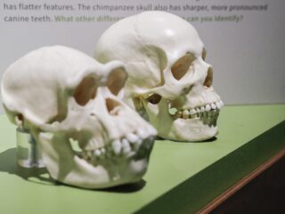 Evolueert de mens ook in mentaal of moreel opzicht?