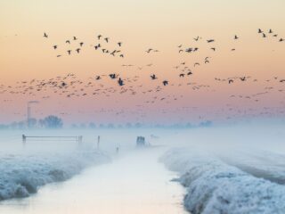 Trekvogels versus rondtrekkende mensen: 'Kunnen we als mens tussen twee werelden leven?'