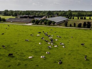 Gemeenten zijn bang voor afhakers bij uitkoopregeling veehouderij