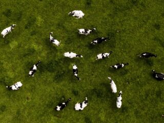 Desinformatie vanuit het buitenland over Nederlandse methaan-remmer in koeienvoer