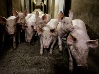 Varkensboer legt uit waarom hij een veeprikker gebruikt