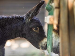 Waarom ezels worden ingezet in het Russische leger: 'Zielig, maar niet verrassend'