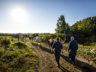 Boeren angstig voor natuurherstelwet. ‘Lijkt alsof wij van onze grond verdreven worden’