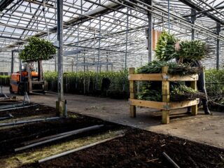 Omwonenden Drentse bollenteelt bezorgd over 'bollengif'