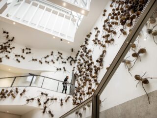 Moeten we vrezen voor superkolonies met plaagmieren?