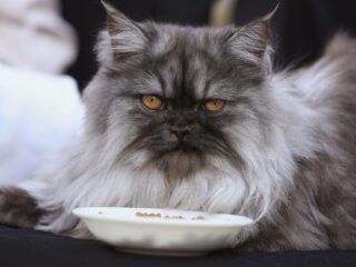 Hoe lang mag de snuit van een kat zijn? 'Tijd voor richtlijnen'