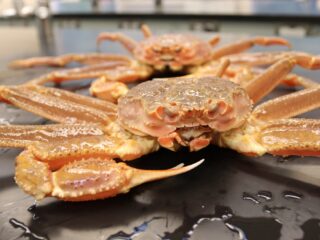 Sneeuwkrabben in de verdrukking: hoe kan dat?