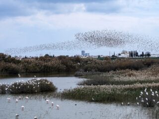 Zangvogels illegaal gevangen en gedood op Cyprus: 'We merken dat het slechter gaat'
