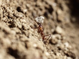 Wat kunnen wij leren van mieren?