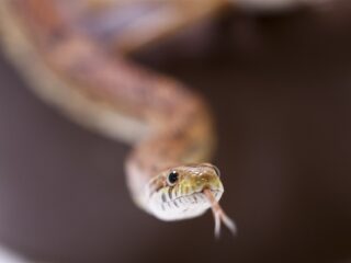 Schotse man laat zijn slangen uit in het park: 'De buurt vindt het hartstikke leuk'