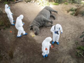 Nederlandse formule tegen stropers blijkt groot succes