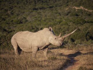 Fokken, bewaken, fotograferen: wat helpt nu echt om de neushoorn te beschermen?
