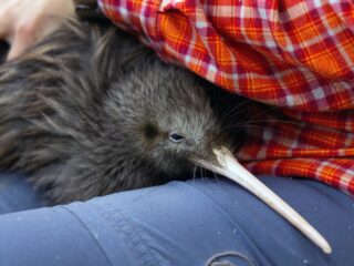 Kiwi's geboren: een teken van veerkracht