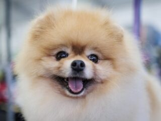 Wie krijgt de hond of kat na een echtscheiding?