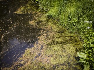Wordt de watercrisis de nieuwe stikstofcrisis? 'Het wordt tien keer zo erg'