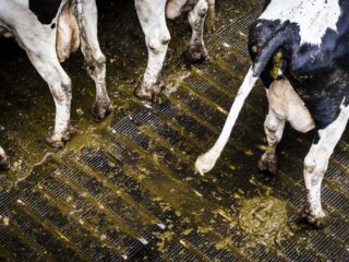 Podcast De Dag: als mest je in de shit brengt