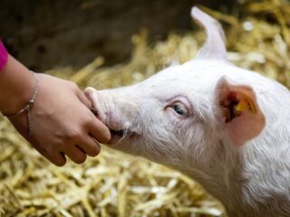Urgenda wil boeren 1000 euro per hectare per jaar betalen