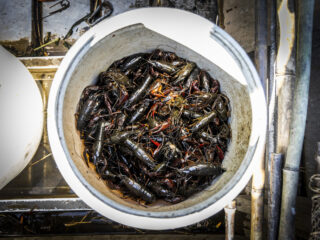 Hoe gaan we de rode Amerikaanse rivierkreeft tegen?