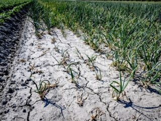 Stand.nl: 'Het droogterecord is alarmerend'