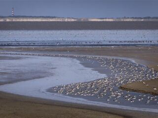 Stand.nl: 'We moeten de Waddenzee veel beter beschermen'