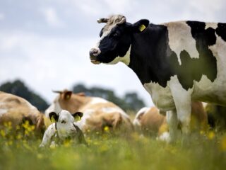 Deze boer wil van de banklening af en verkoopt daarom zelf obligaties