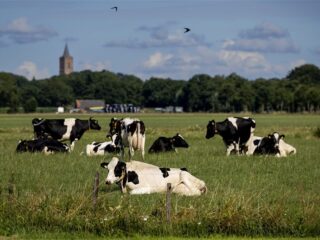 Wat is gezonder: wonen in een stad of op het platteland?