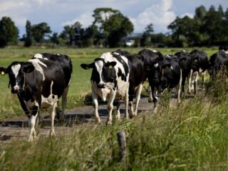 Rauwe melk duurder door extra controles