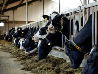 Jonge boeren: huidige stikstofplannen onvoldoende voor onze steun