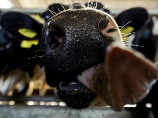 'We blijven de wereld afkrabben tot er geen huid meer over is: maar er is een oplossing'