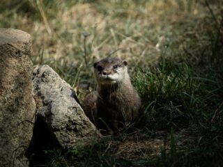 Hoeveel wilde zoogdieren wonen er in Nederland?