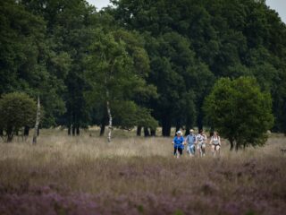 Dolf Jansen: Zomerherinneringen