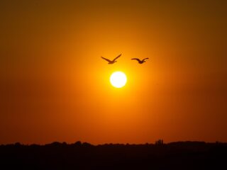Hoe vinden trekvogels de weg?