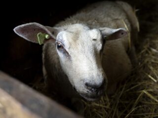 Blauwtongvaccin definitief niet toegestaan: 'Dit kan gezien worden als grote domper'