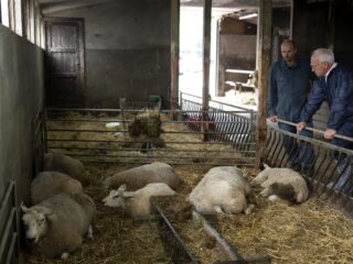 Veearts over blauwtongvirus: 'Dat het zo erg zou zijn, hadden we niet zien aankomen'