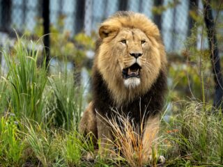 Podcast de Dag: dierentuin zo(o) ouderwets?