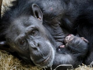 Opgroeien in Burgers' Zoo: 'We hadden altijd chimpansees, panters en tijgers in huis'