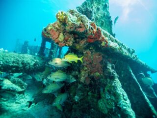 Vermiste scheepswrakken mogen niet meer opgedoken worden: 'We zijn geen halve zeerovers'