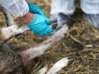 Vaccin tegen blauwtongvirus beschikbaar: 'Ik deed een vreugdedansje'