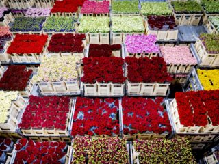 Moeten we elkaar eigenlijk nog wel bloemen cadeau doen met Valentijnsdag?